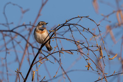 Luscinia svecica svecica