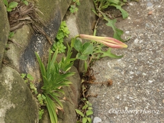 Lilium longiflorum scabrum