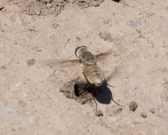 Bombyliidae