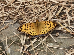 Argynnis hyperbius
