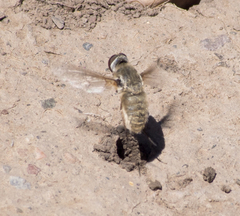 Bombyliidae