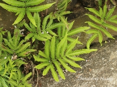 Pteris minor