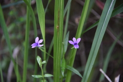Monopsis stellarioides