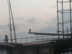 Passeriformes