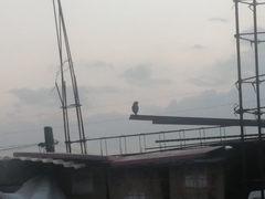 Passeriformes