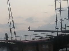 Passeriformes