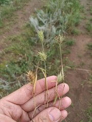 Eremopyrum orientale