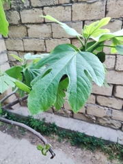 Ficus carica