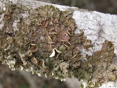 Melanohalea septentrionalis