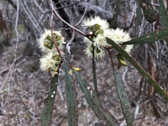 Eucalyptus odorata