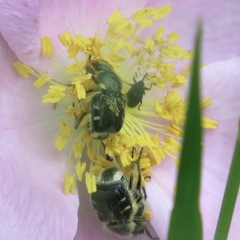 Trichiotinus piger