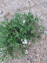 Cakile maritima euxina