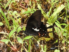 Papilio helenus