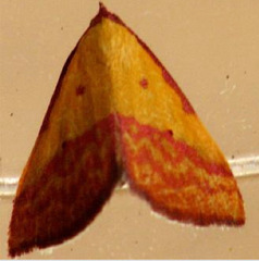 Phytometra rhodarialis