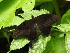 Papilio helenus