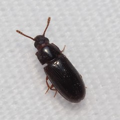 Pharaxonotha kirschii