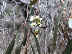Eucalyptus odorata