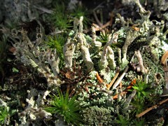 Cladonia cenotea