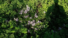 Syringa chinensis