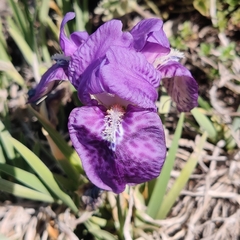 Iris kemaonensis