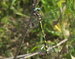 Cordulegaster obliqua