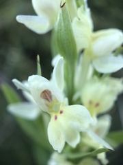 Dactylorhiza insularis
