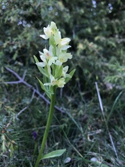 Dactylorhiza insularis
