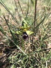 Ophrys vasconica