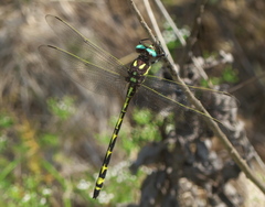 Cordulegaster obliqua