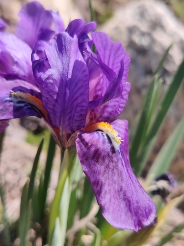 Image of Iris kemaonensis by (c) Name, some rights reserved (CC BY)