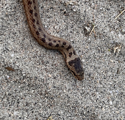 Smooth Snake, Gelderland, NL, photo 9 of 10