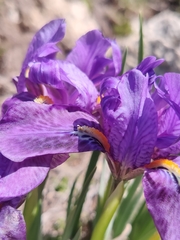 Iris kemaonensis