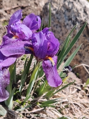 Iris kemaonensis