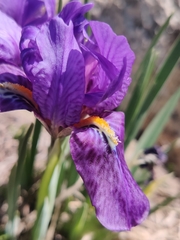 Iris kemaonensis