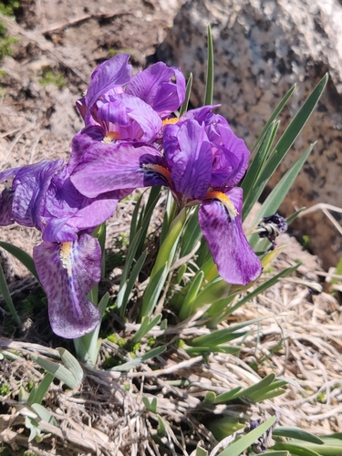 Image of Iris kemaonensis by (c) Name, some rights reserved (CC BY)