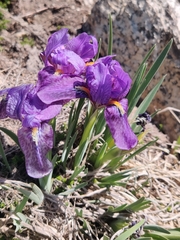 Iris kemaonensis