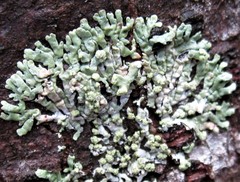 Parmeliopsis capitata