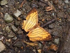 Cyrestis lutea