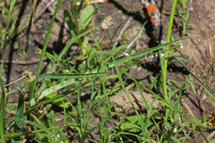 Plagiobothrys leptocladus