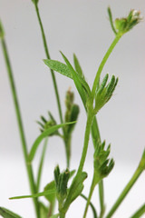 Plagiobothrys leptocladus