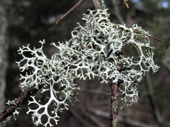 Pseudevernia cladonia