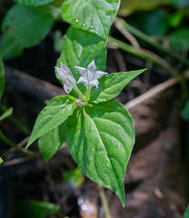 Spigelia humboldtiana