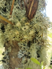 Usnea florida