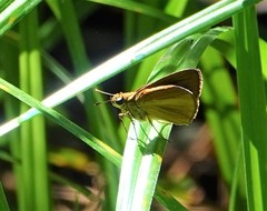 Euphyes dukesi calhouni