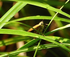 Euphyes dukesi calhouni