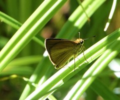 Euphyes dukesi calhouni