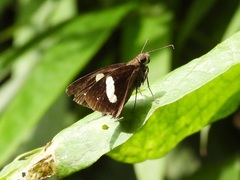 Notocrypta paralysos