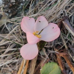 Podophyllum hexandrum