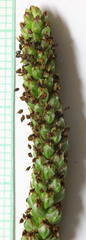 Plantago tweedyi