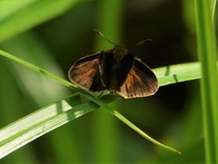 Euphyes dukesi calhouni